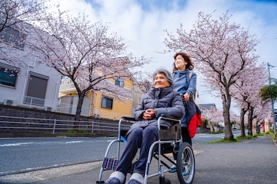 高齢者を車椅子で押す介護職と桜並木